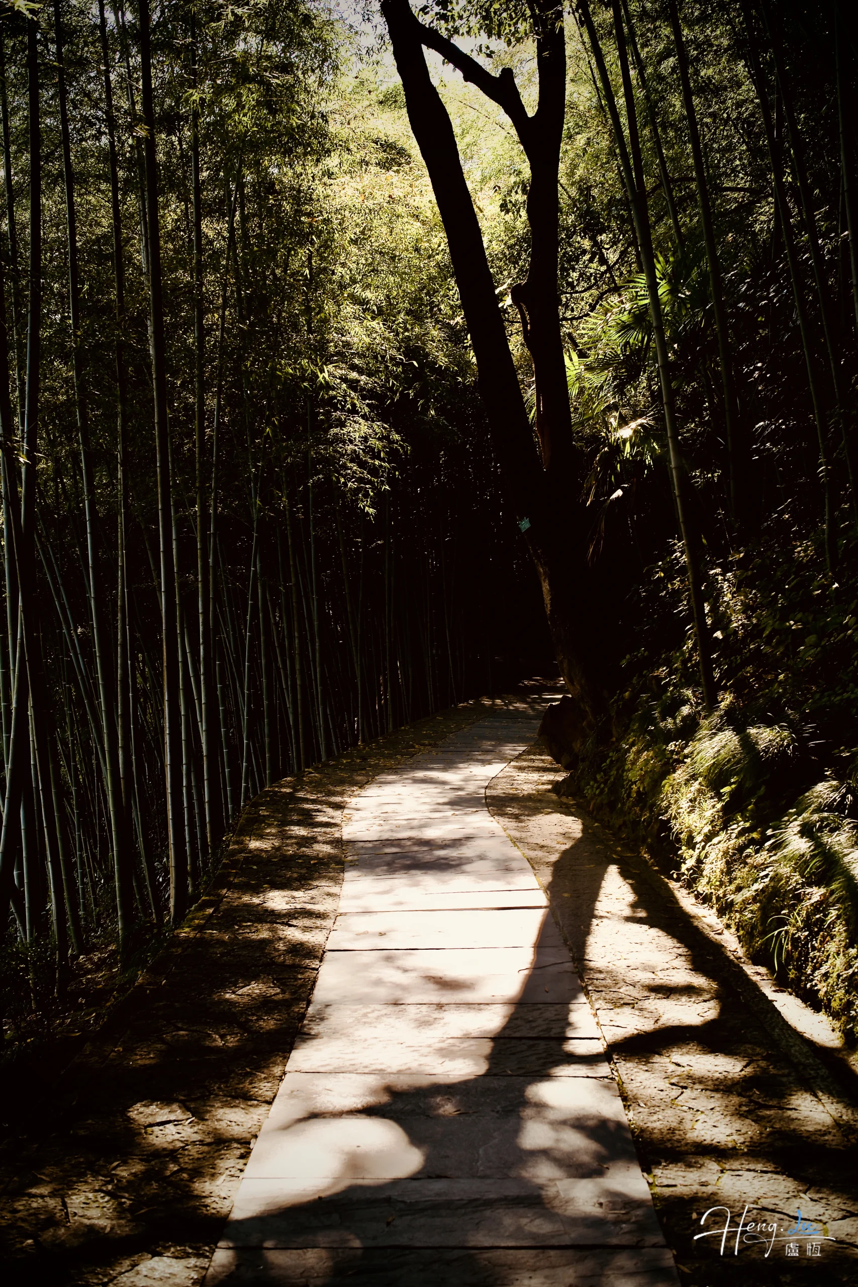 bamboo-pathway