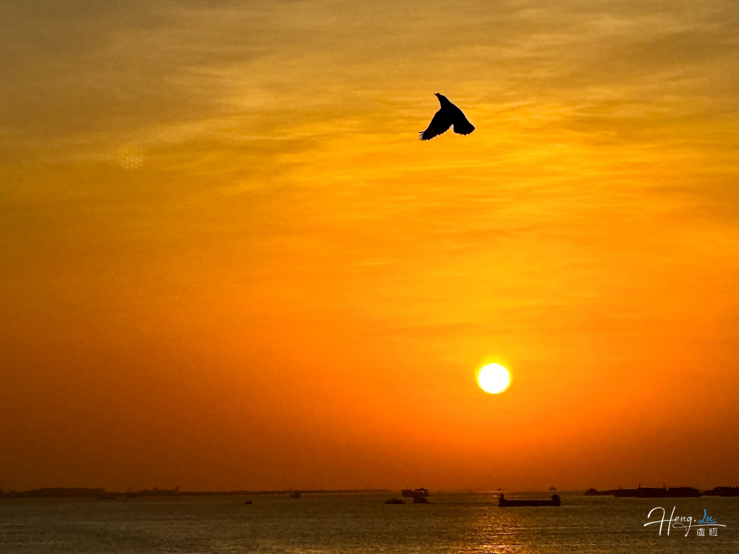 bird-flying