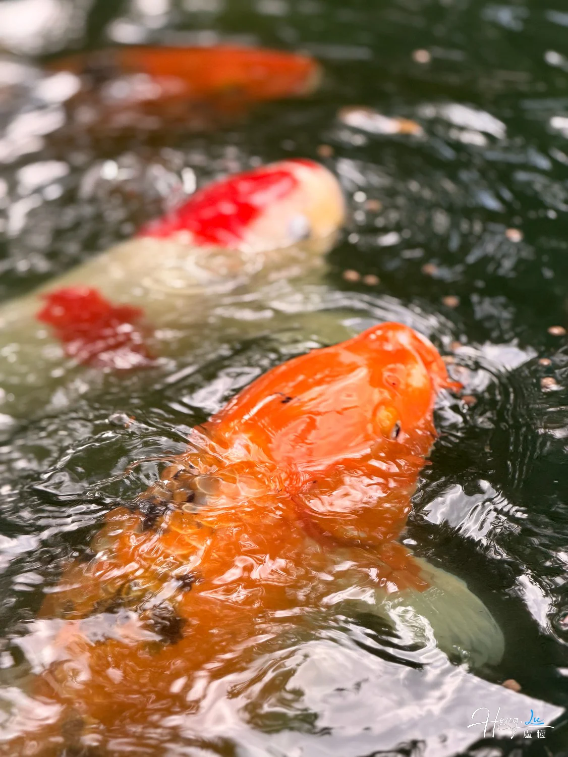 colorful-koi-fish-swimming-in-rippling-water