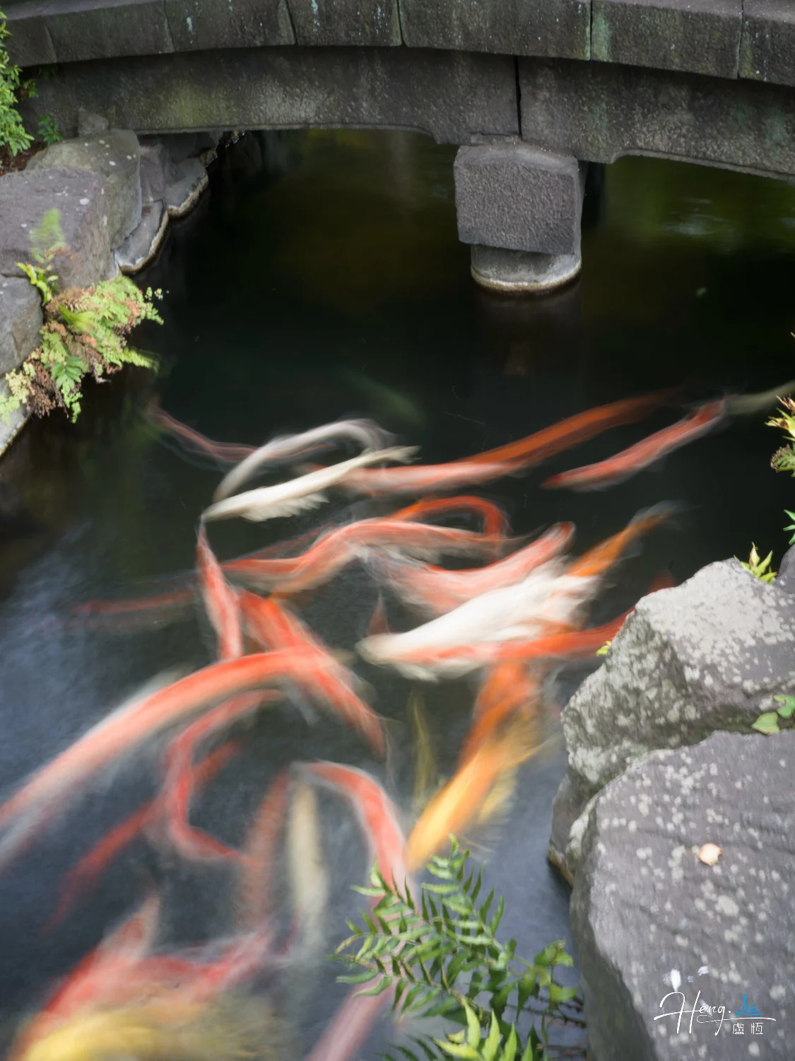 colorful-koi-fish-swimming-under-stone-bridge