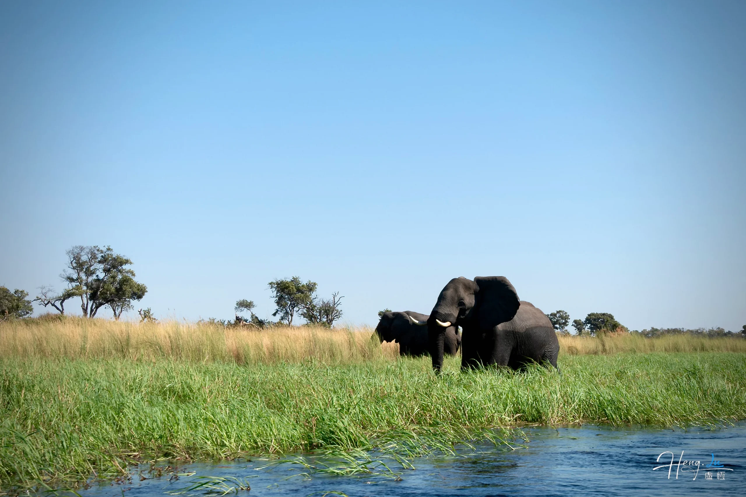 elephants-grazing-by-river-in-grassy-savannah