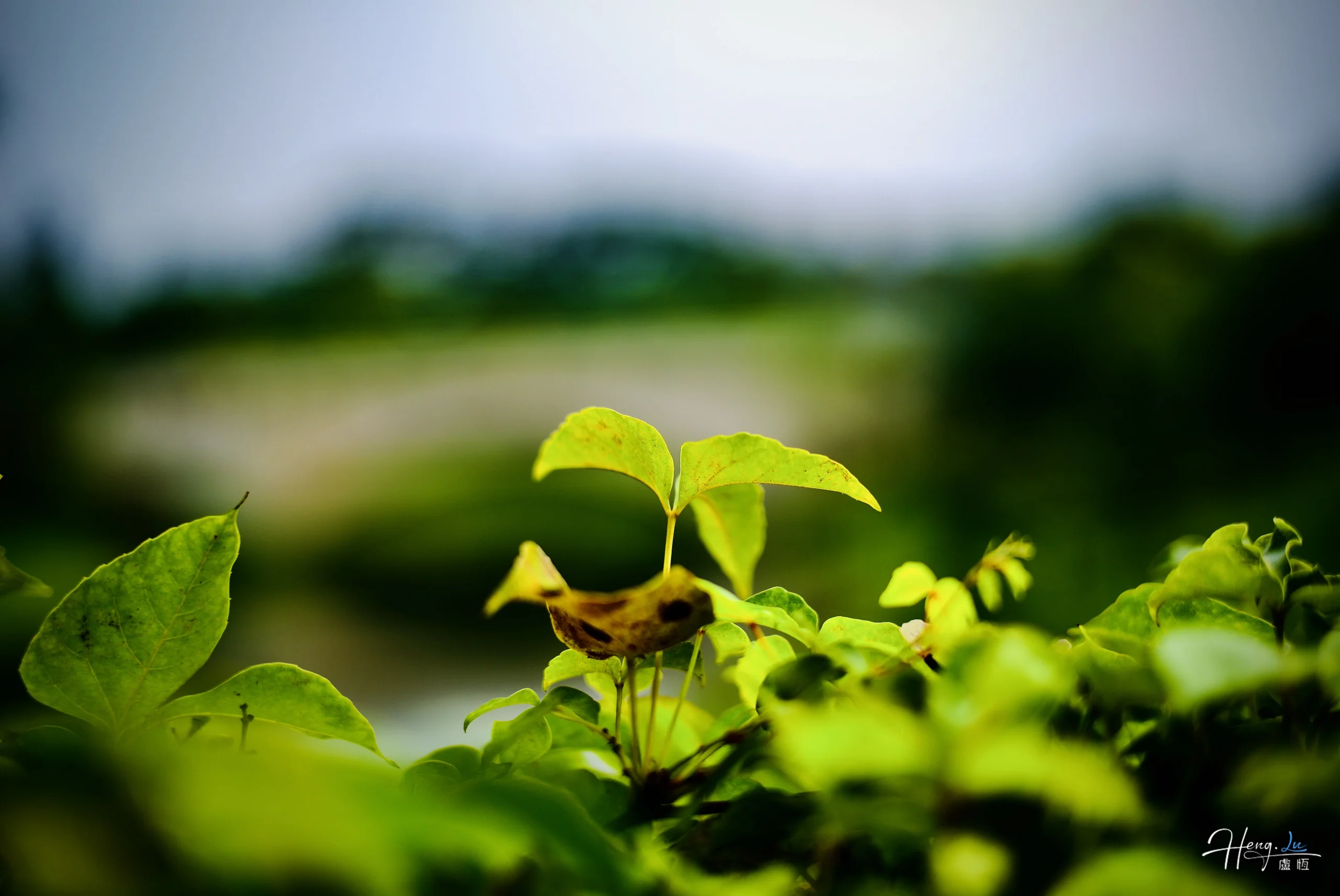 fresh-green-leave