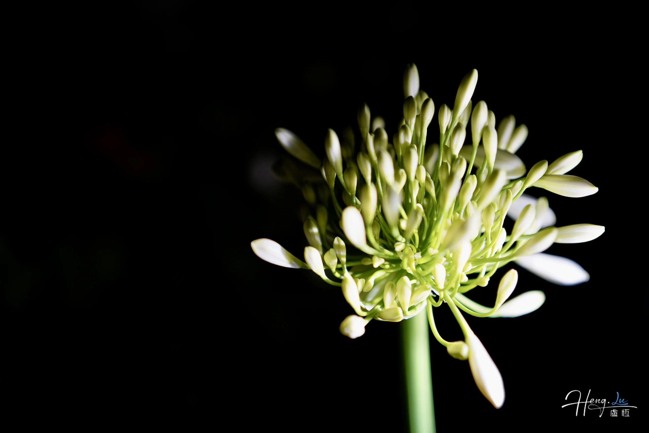 macro-shot-of-white-buds-against-dark-background