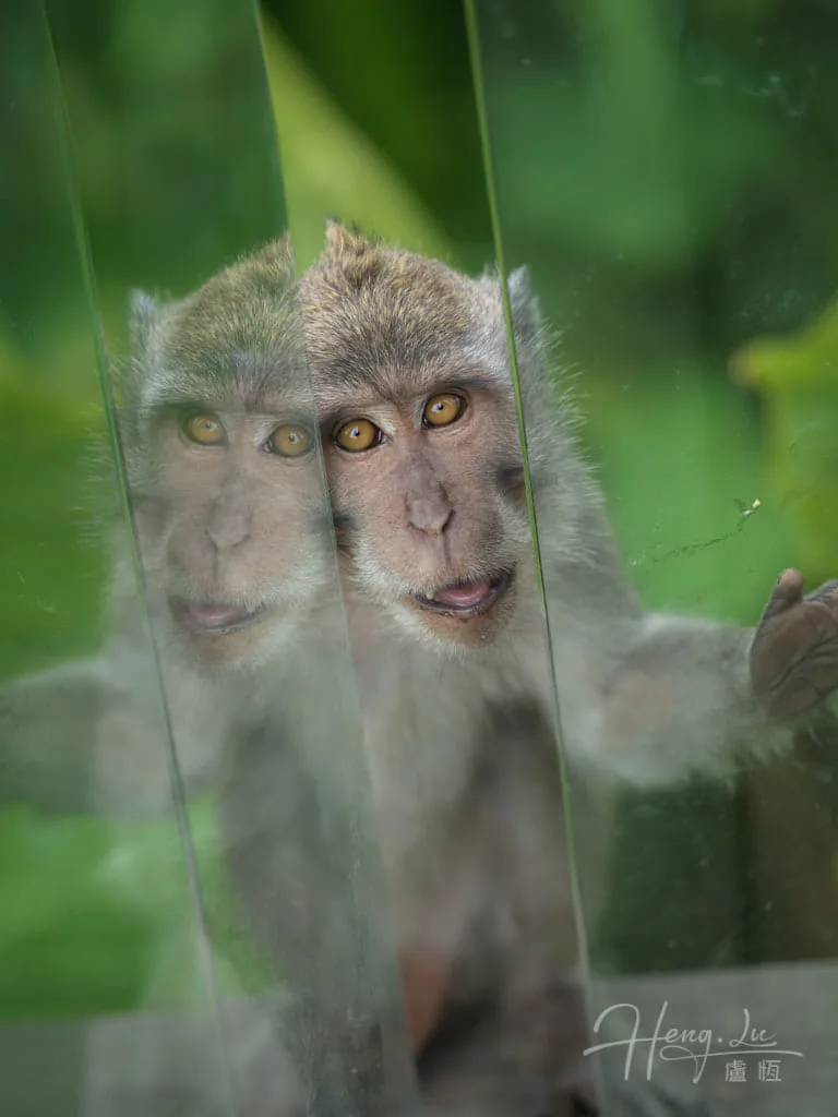 Monkey-reflection-on-glass-with-curious-expression