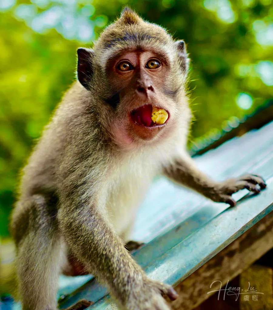 Monkey-holding-snack-in-mouth-on-metal-surface