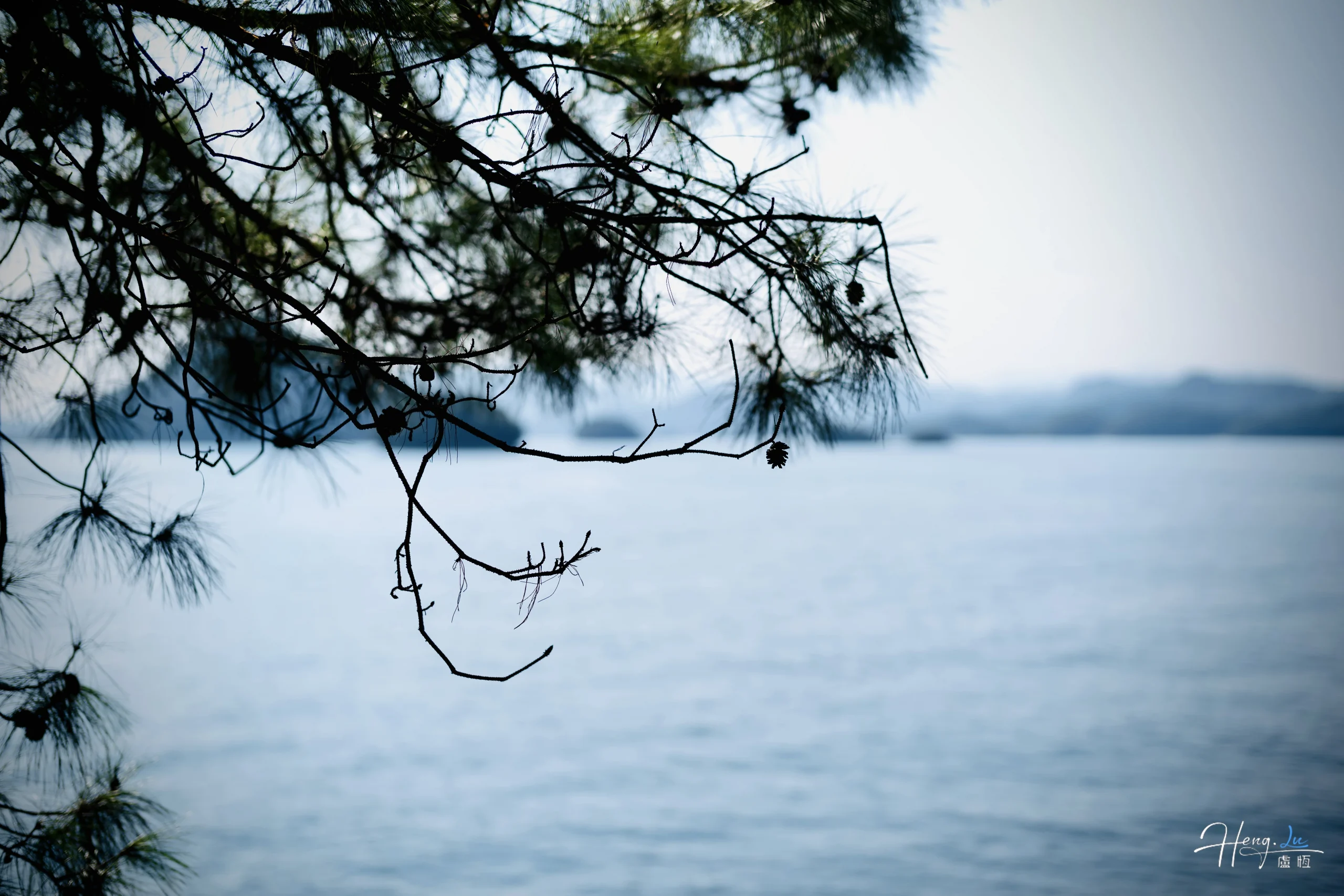 Pine-branches