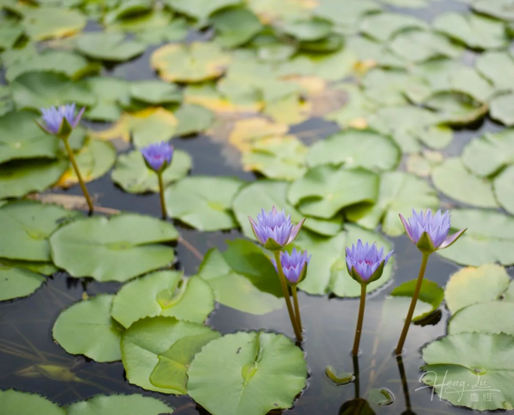 Purple-water-lilies-blooming-among-green-pads
