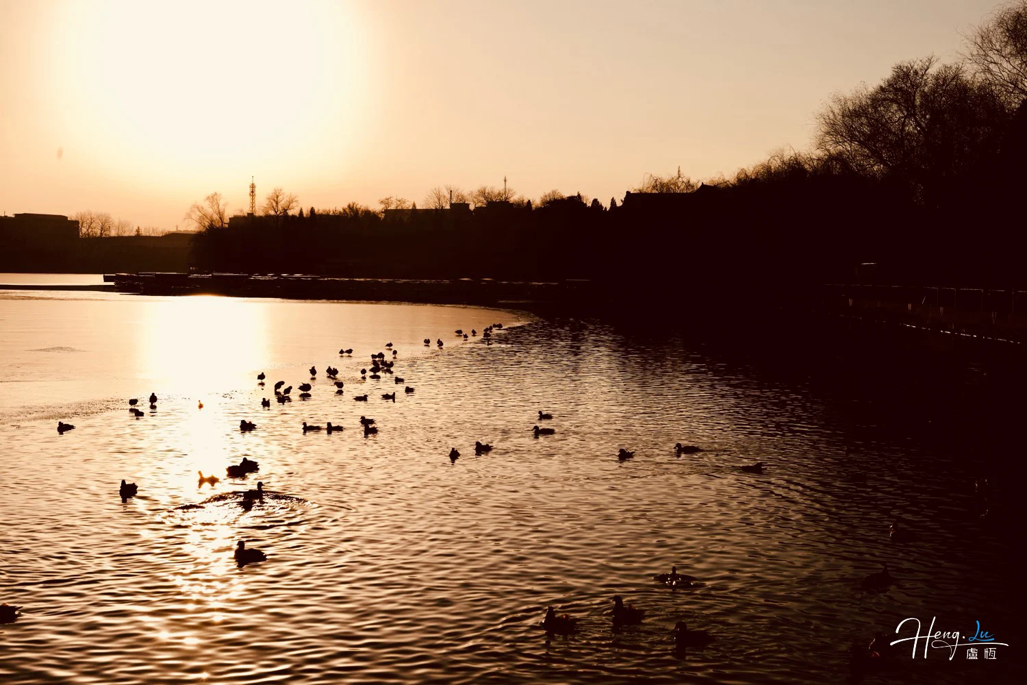 ducks-swimming-on-lake-under-golden-sunset-light