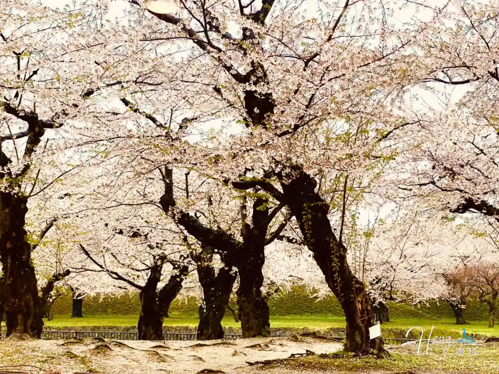 row-of-cherry-trees-in-full-bloom
