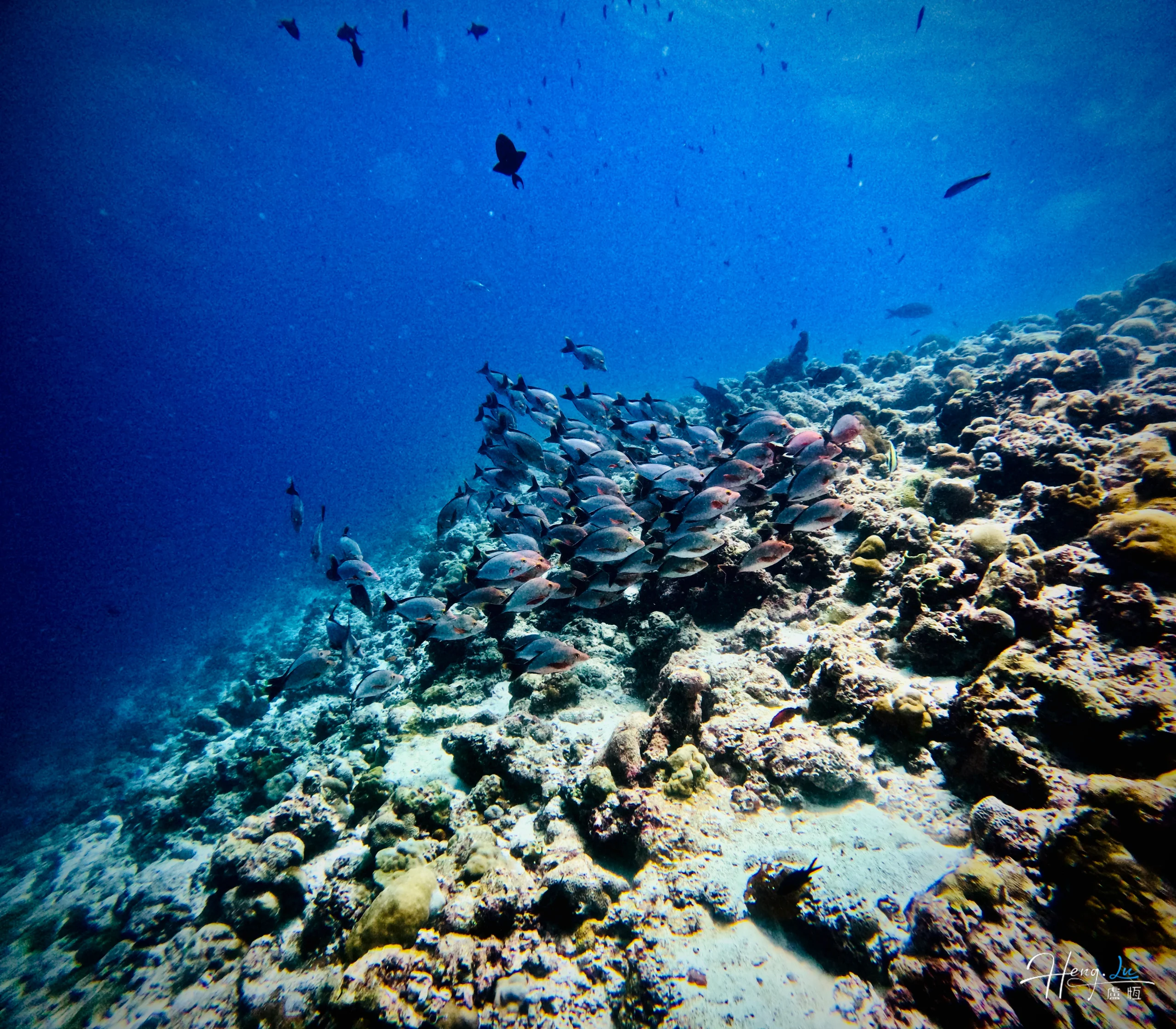 large-school-of-fish
