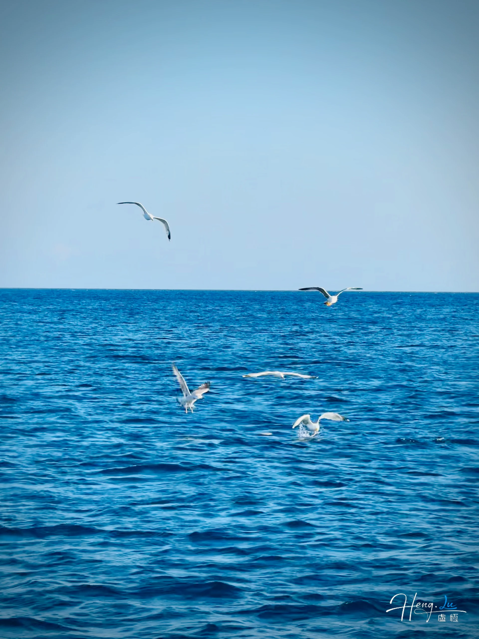 seagulls-flying-over-deep-blue-ocean