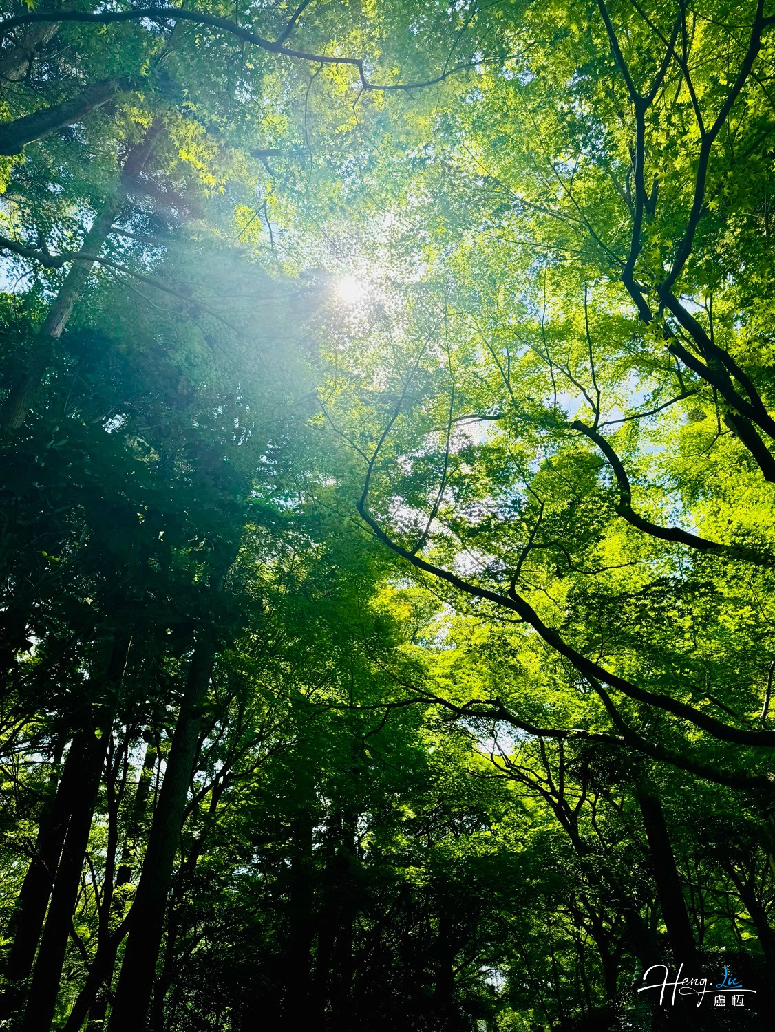 sunlight-filtering