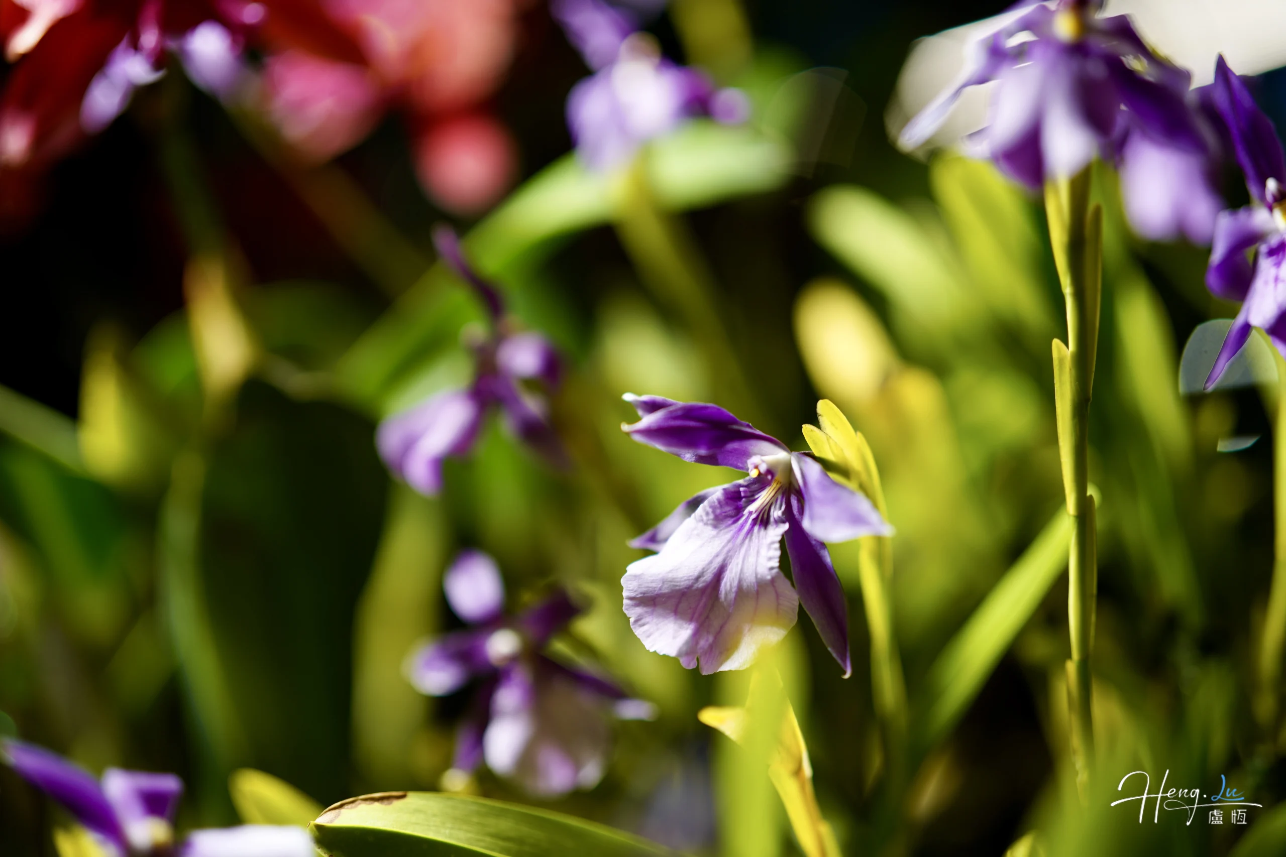 close-up-of-purple-orchid-flowers-in-sunlight