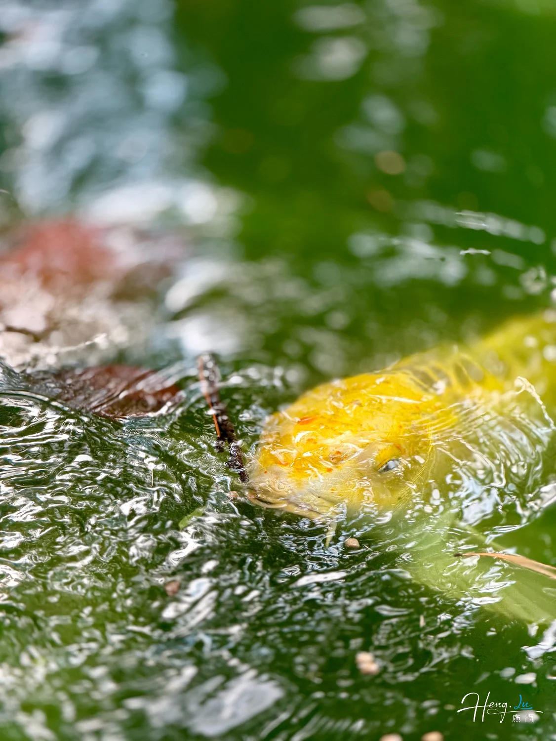 yellow-koi-fish-swimming-near-water-surface