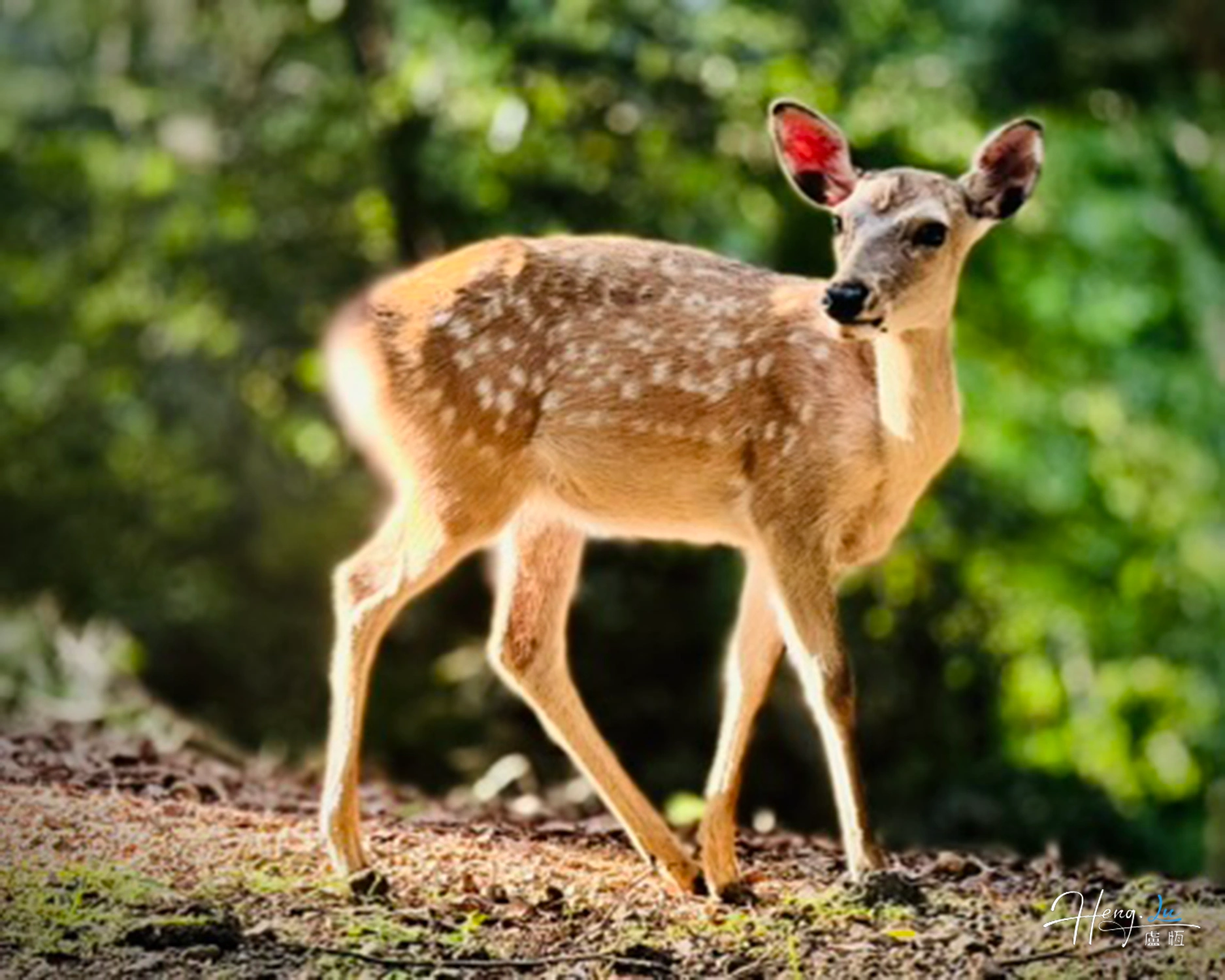 young-deer