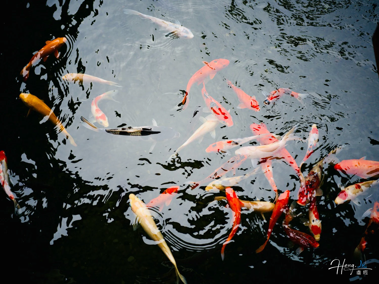 Colorful koi fish in reflective water
